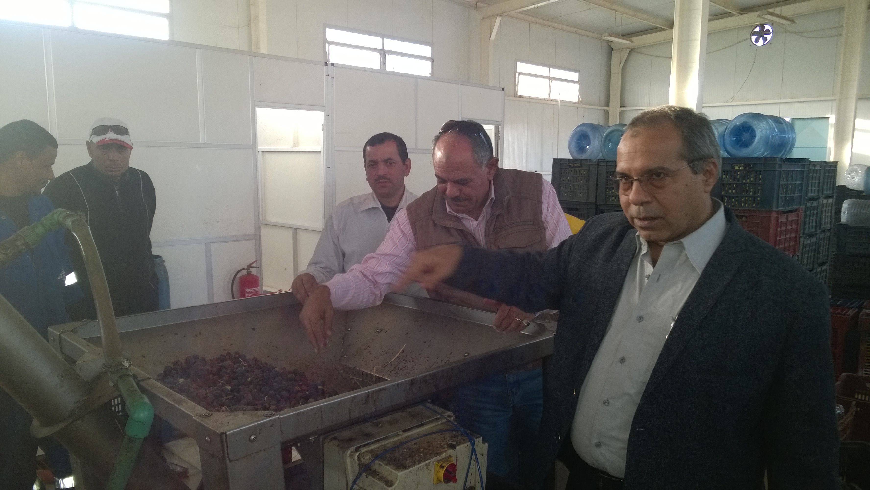 اليوم السابع داخل أول مصنع لتصنيع الزيتون بالمنطقة الحدودية الغربية (3)
