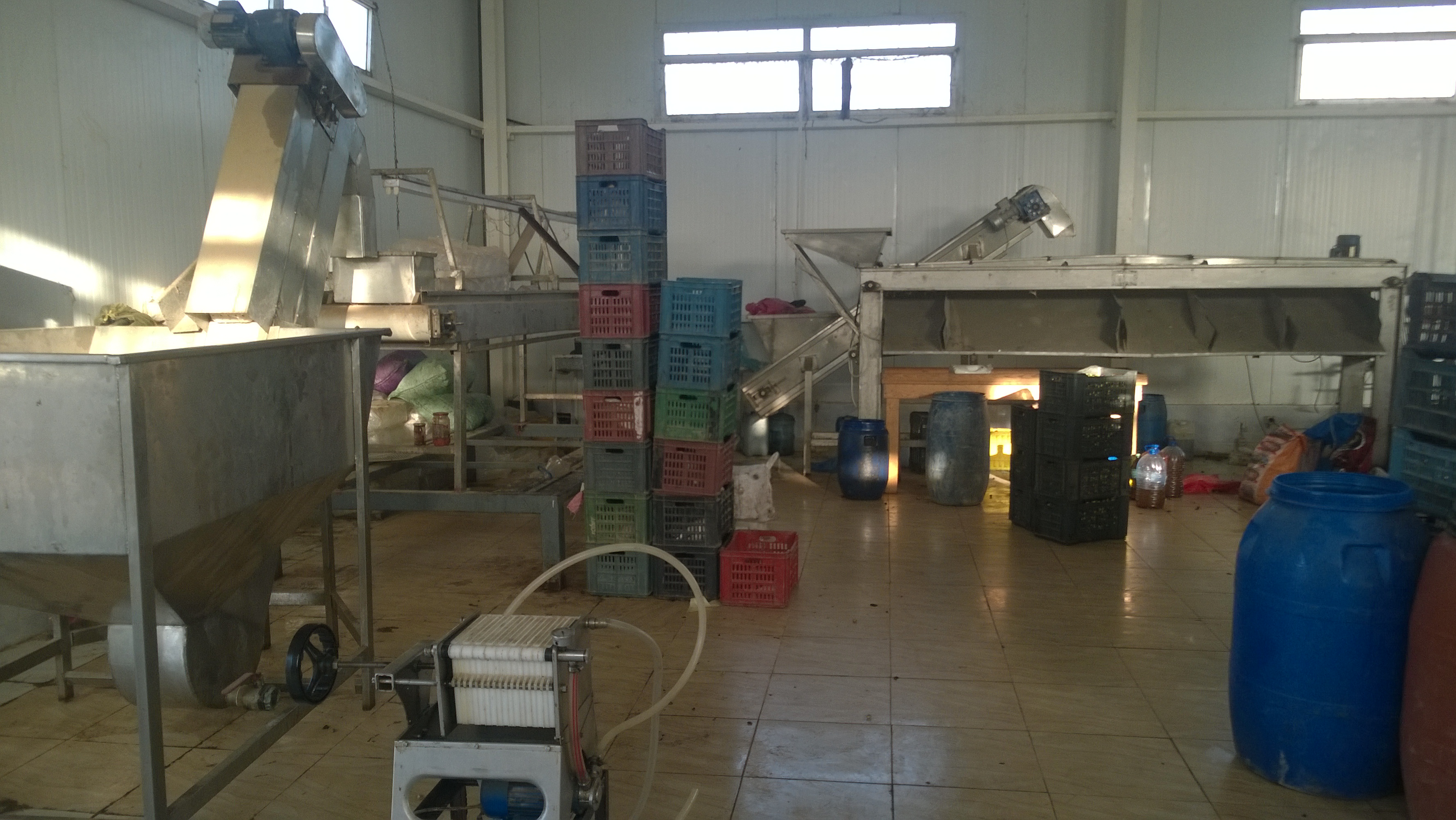 اليوم السابع داخل أول مصنع لتصنيع الزيتون بالمنطقة الحدودية الغربية (22)