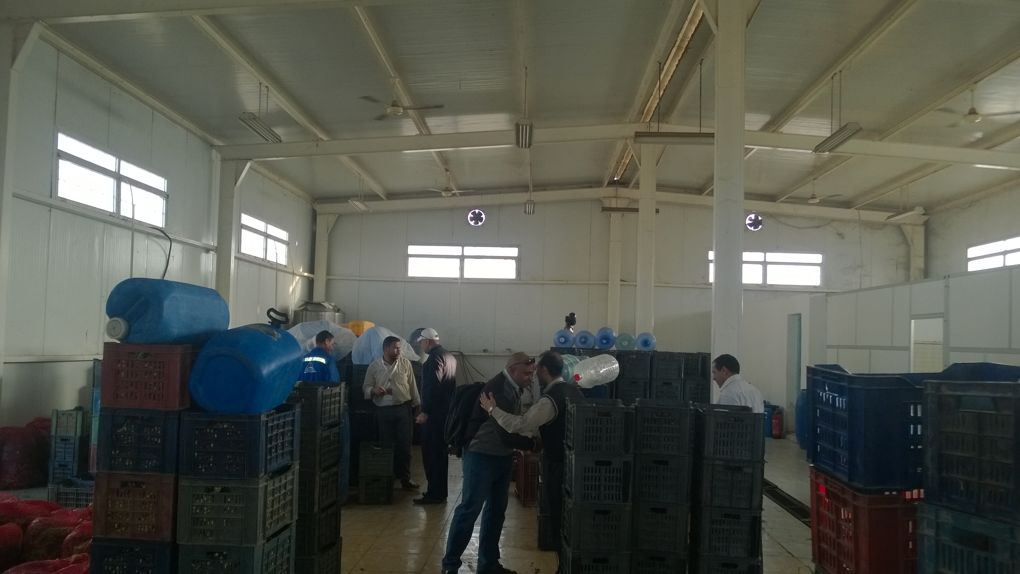 اليوم السابع داخل أول مصنع لتصنيع الزيتون بالمنطقة الحدودية الغربية (23)
