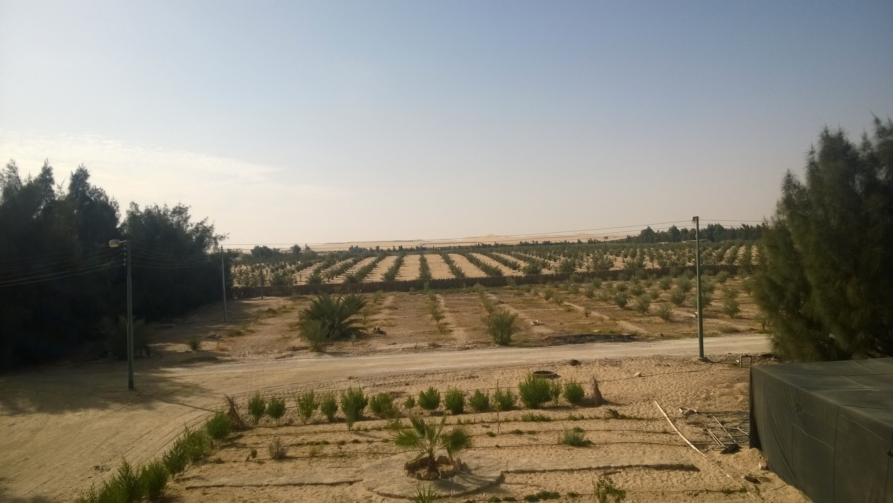 زراعة الزيتون بالمنطقة الحدودية المصرية الليبية