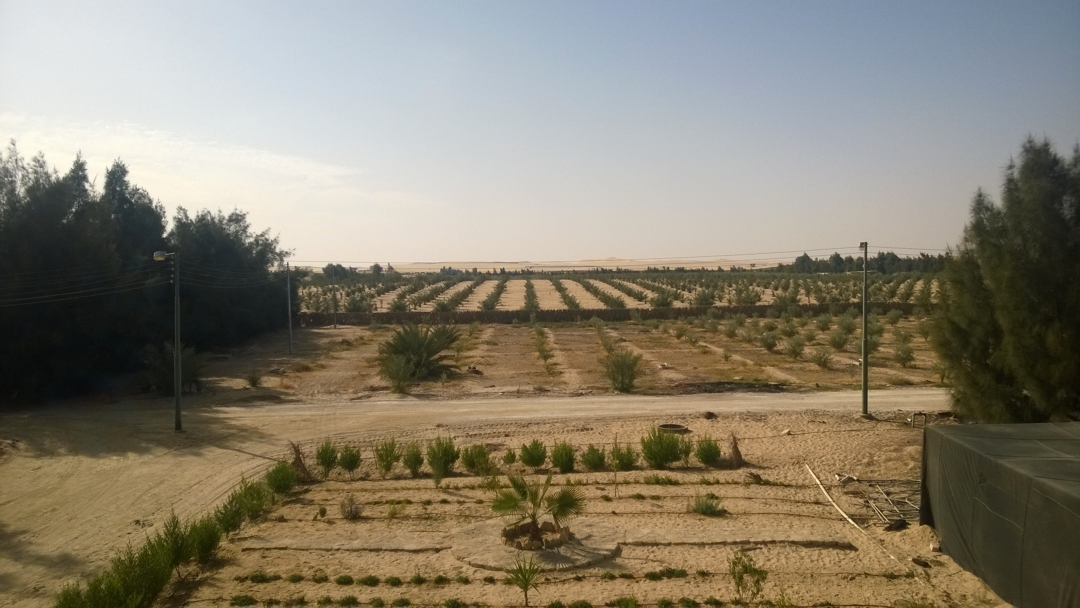 زراعات الزيتون  على الحدود المصرية الليبية