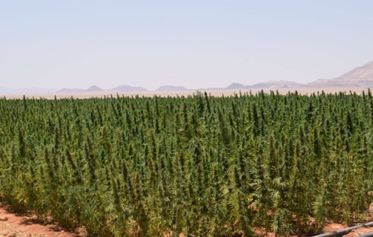 زراعات المخدرات في الصحراء