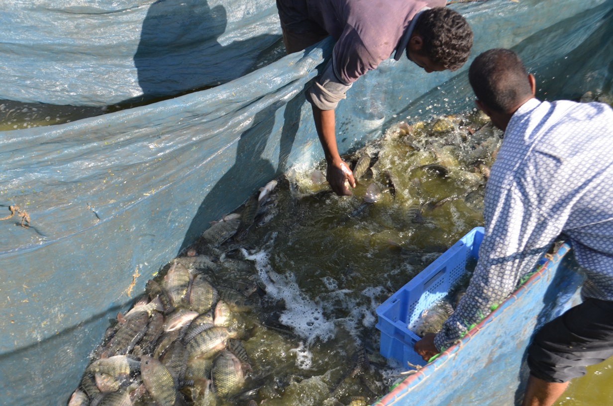 توزيع 1000 كيلو من أسماك المزرعة السمكية (1)