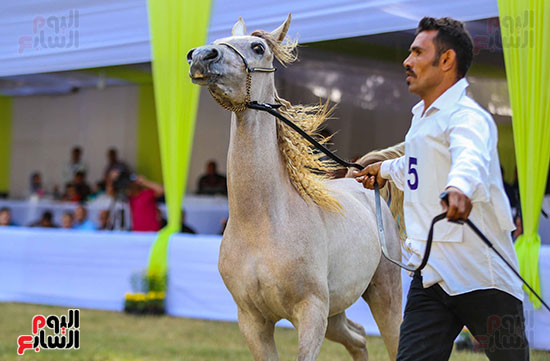 52649-مهرجان-الخيول-(11)