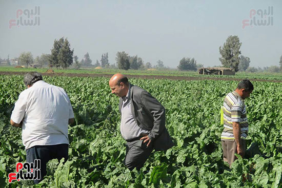 زراعة  البنجر 