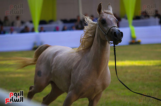 37919-الخيول-العربية