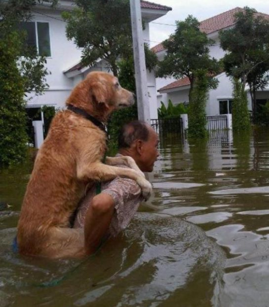 رجل ينقذ كلب فى تايلاند