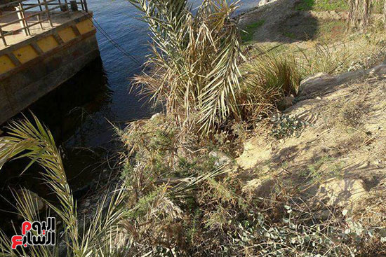 معدية الشراهنة