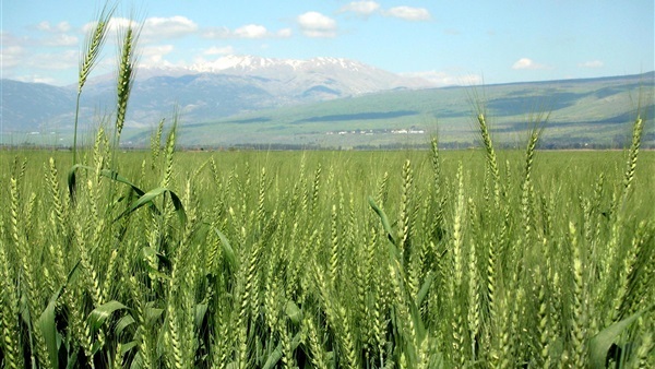 سنابل الخير القمح المزروع سنابل الخير القمح المزروع