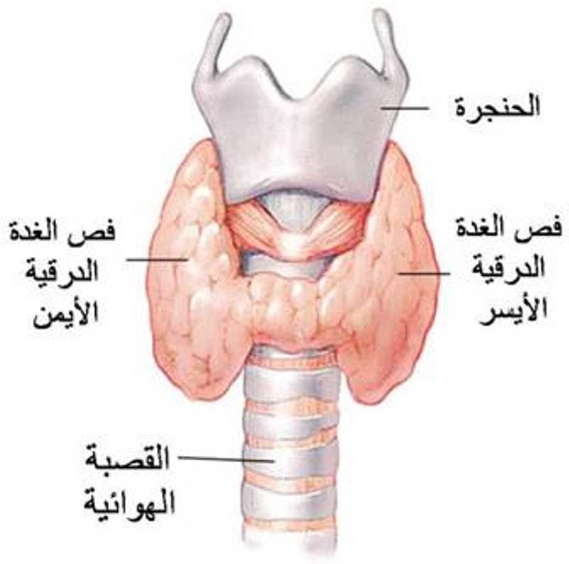 الغدة الدرقية