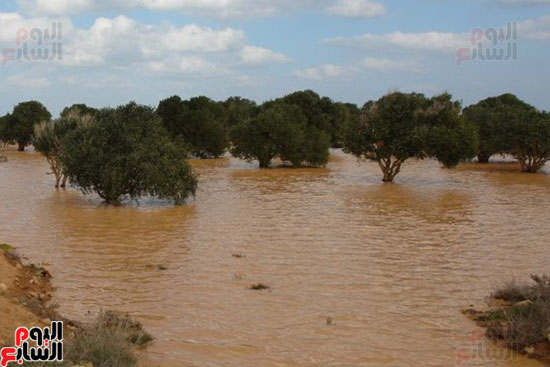  محافظة مطروح تسعى لاستغلال مياه الأمطار فى الزراعة