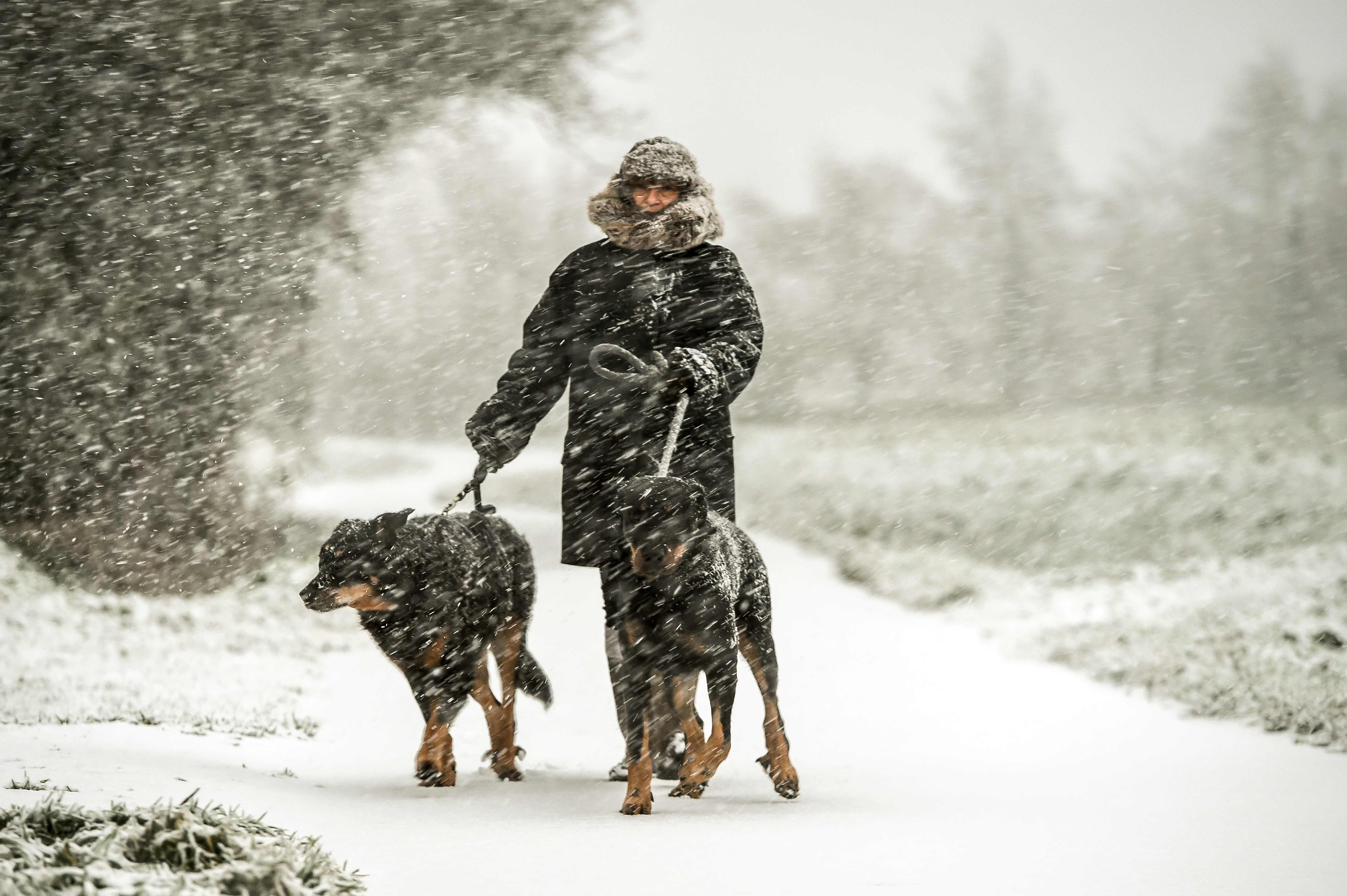 أحد المواطنين يصطحب كلابة أثناء تساقط الثلوج