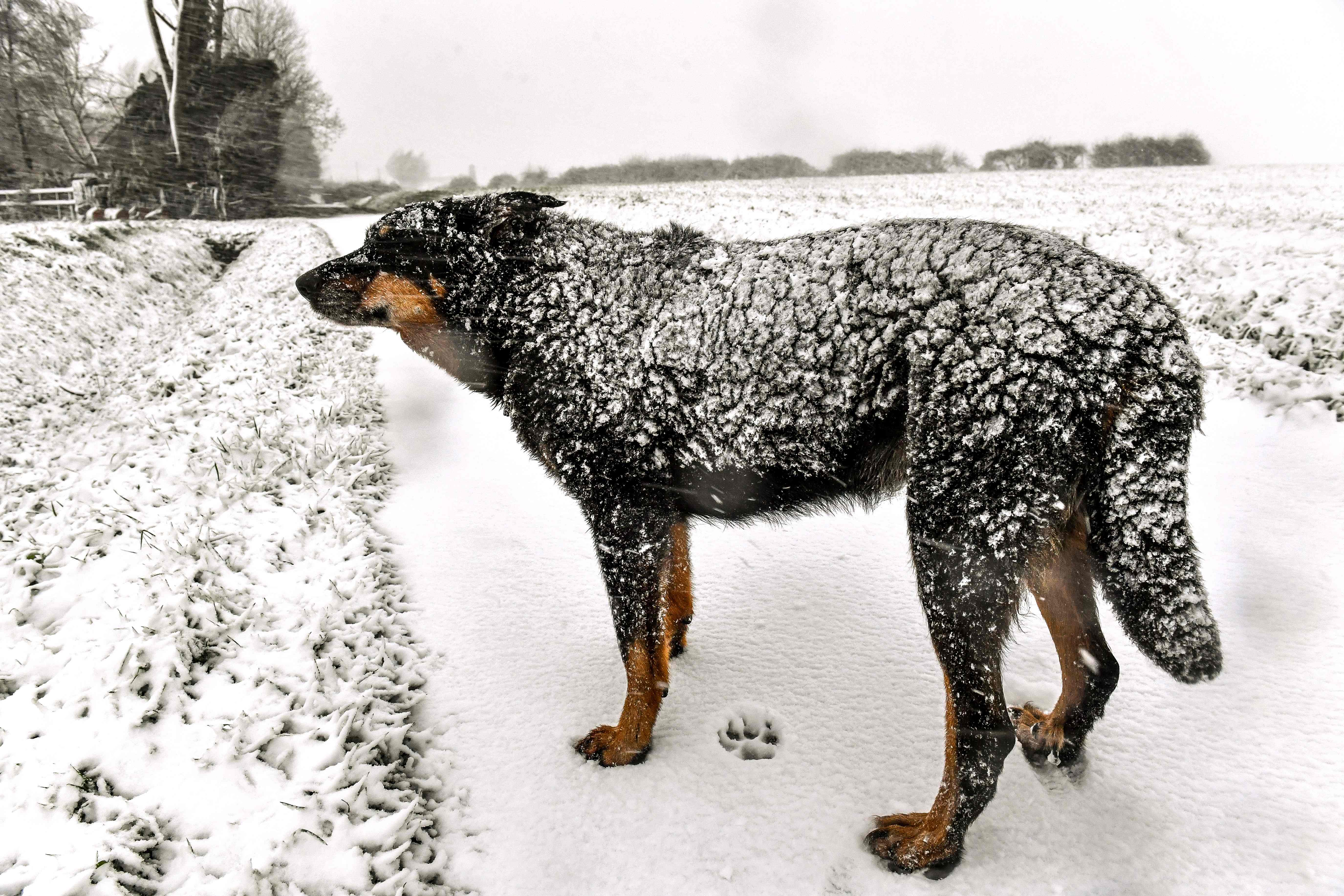 كلب مغطى بالثلج