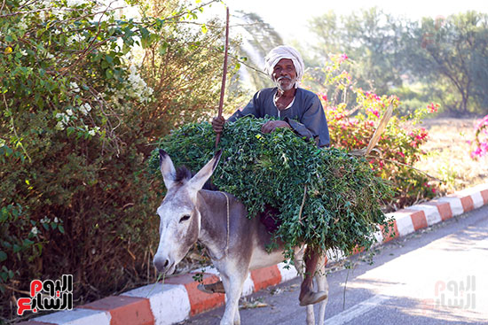1734340-كريم-عبد-العزيز-(5)