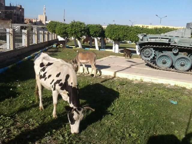 1- البقرتين خارج المتحف