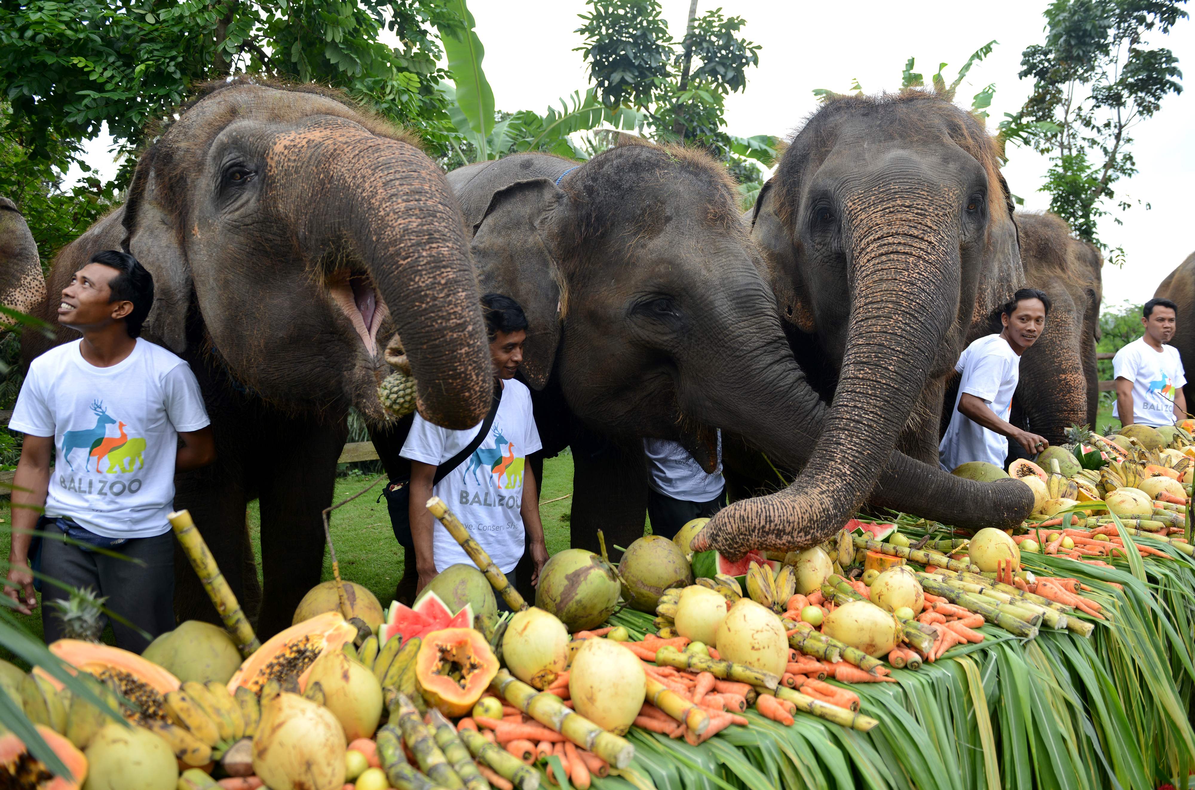 اندونيسيا تحتفل بيوم الفيل العالمى