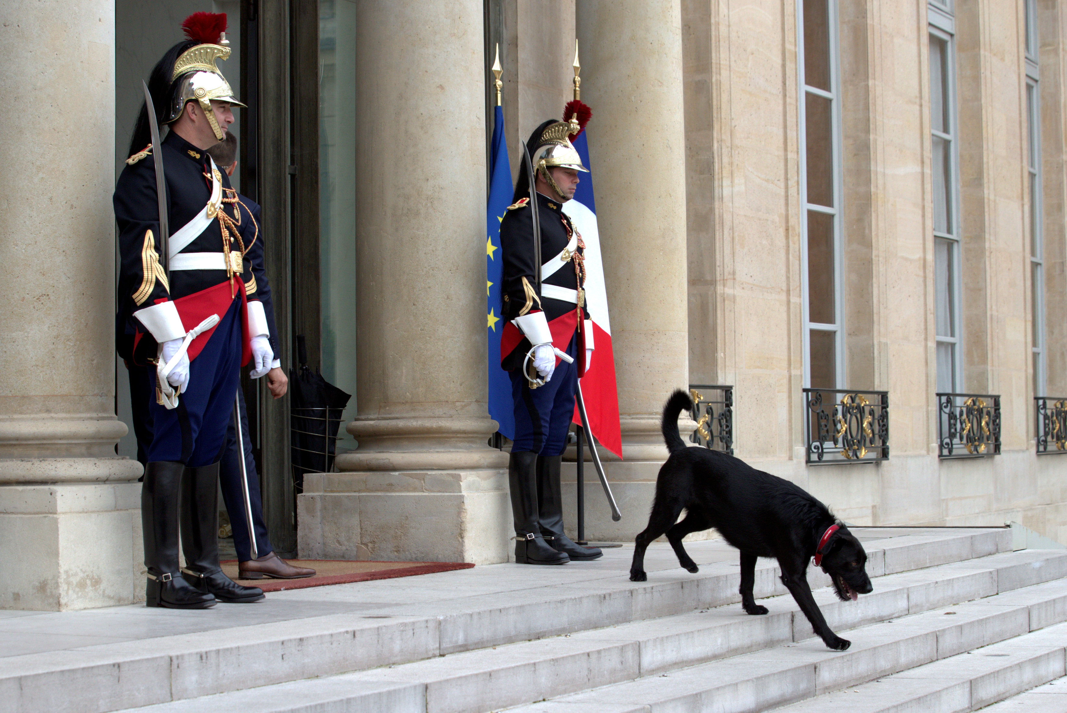 الرئيس الفرنسى يتبنى كلبا ويطلق عليه اسم نيمو