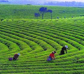 مزارع الشاى فى الصين