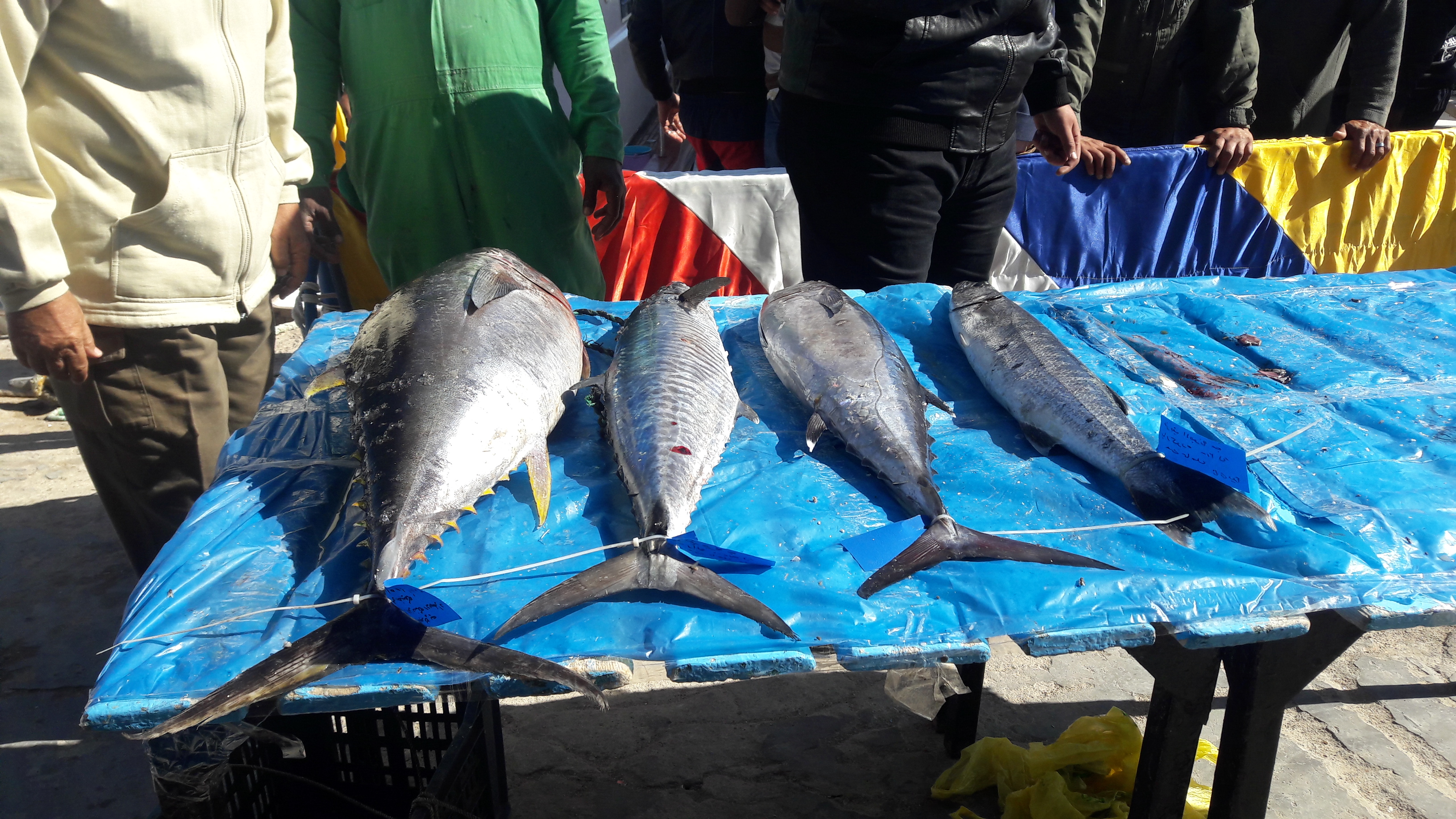 عملية وزن الاسماك فى كأس الاتحاد المصرى لصيد الاسماك
