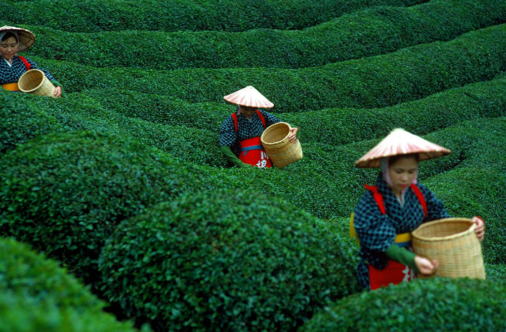 عمال مزارع الشاى فى الصين