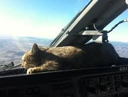 قطة بمقصورة القيادة