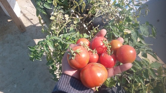 محصول طماطم من سطوح يوسف 