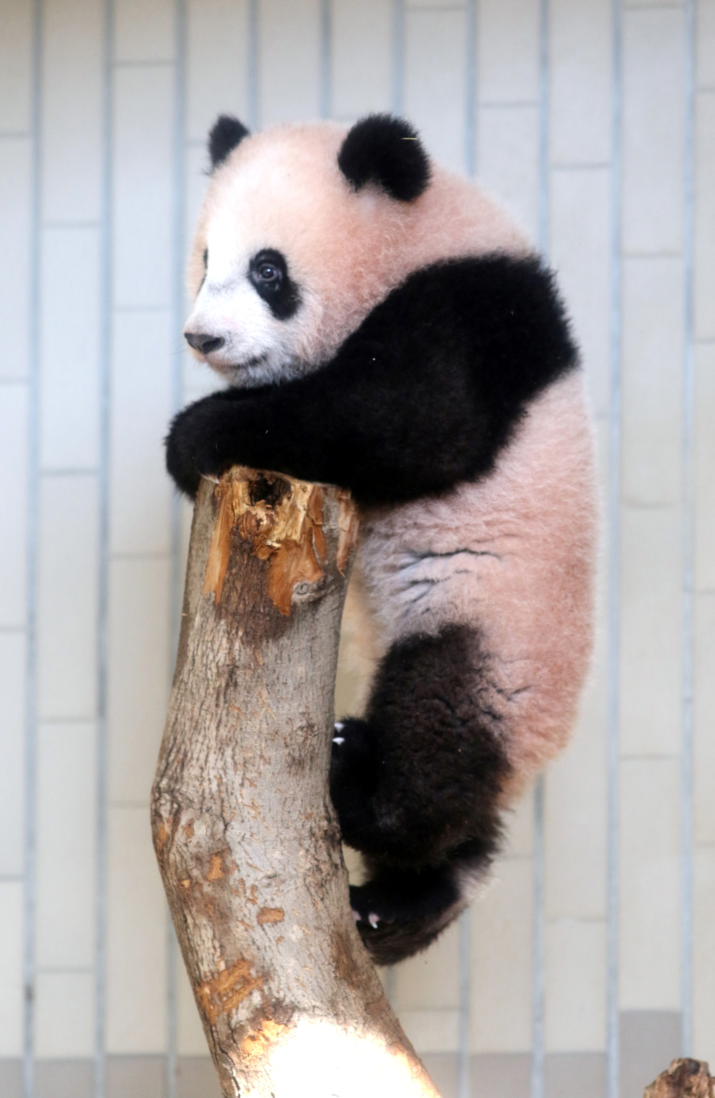 الباندا شان شان تصعد على جزع شجرة