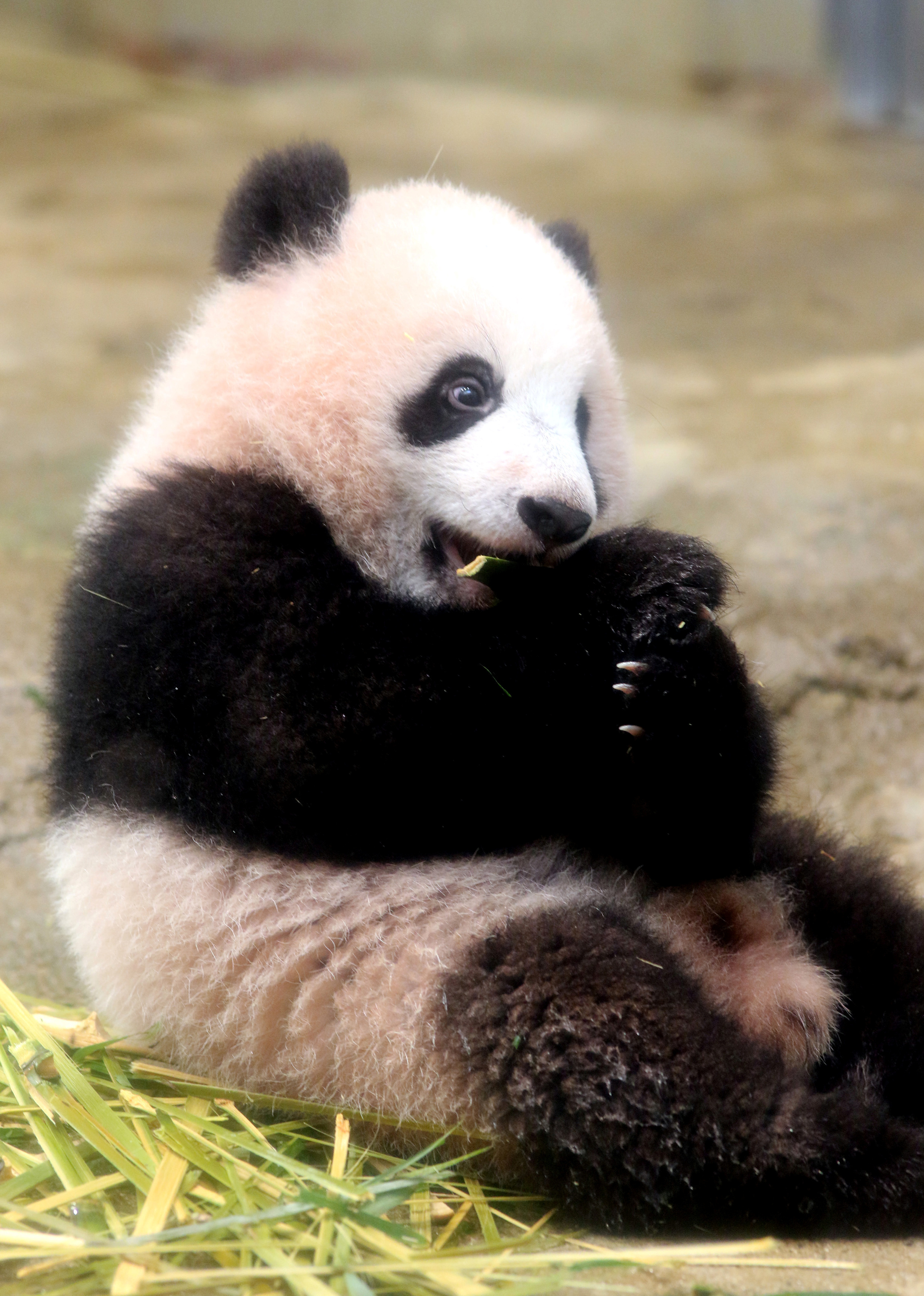 الباندا شان شان تأكل فى بيتها بطوكيو