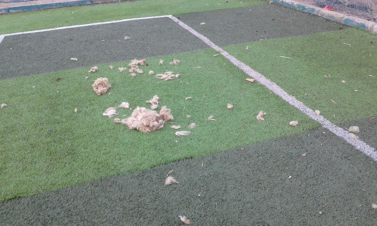  تاكل نجيل الملعب بسبب الكلاب 