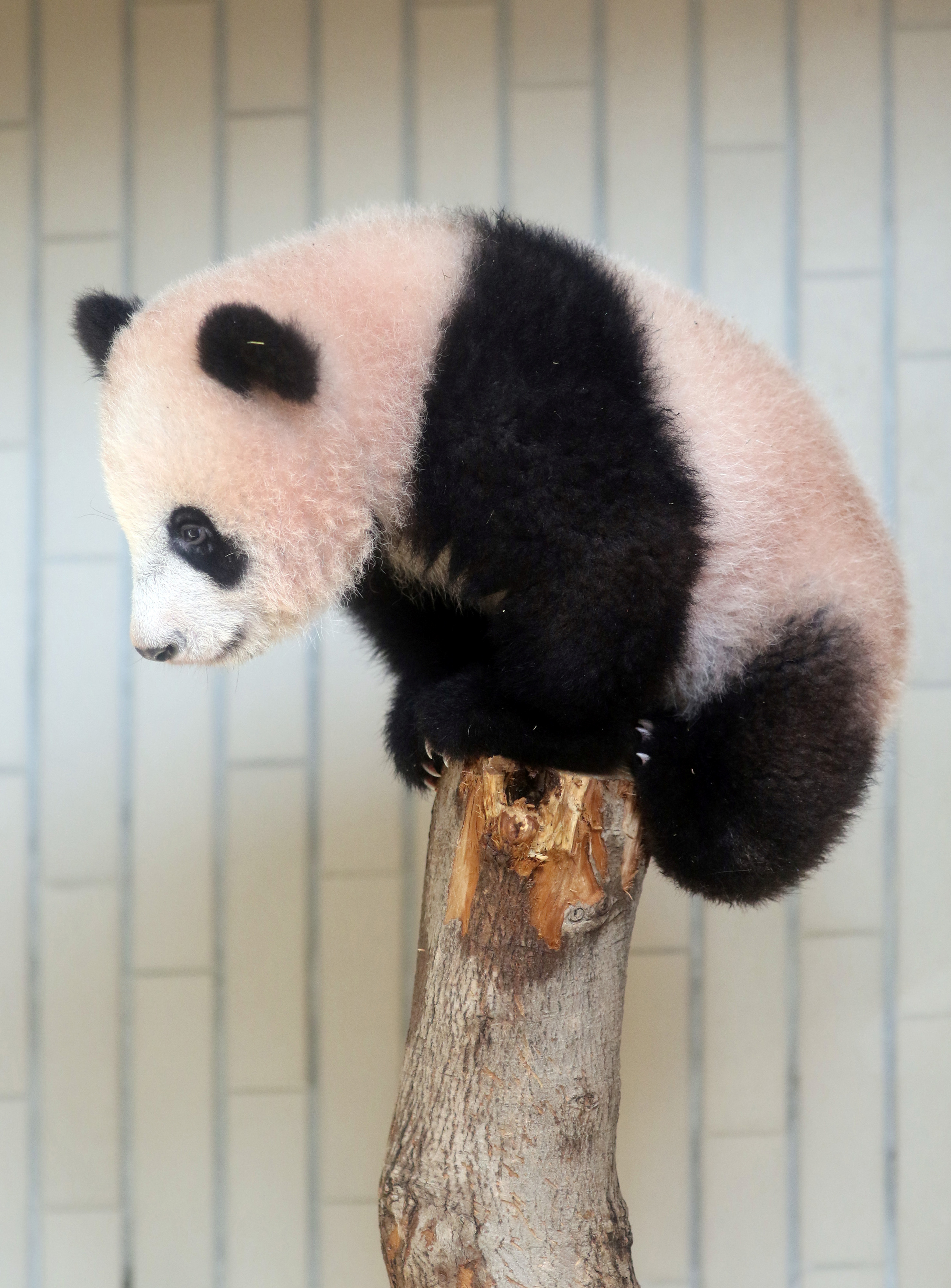 الباندا شان شان تجلس أعلى جزع شجرة