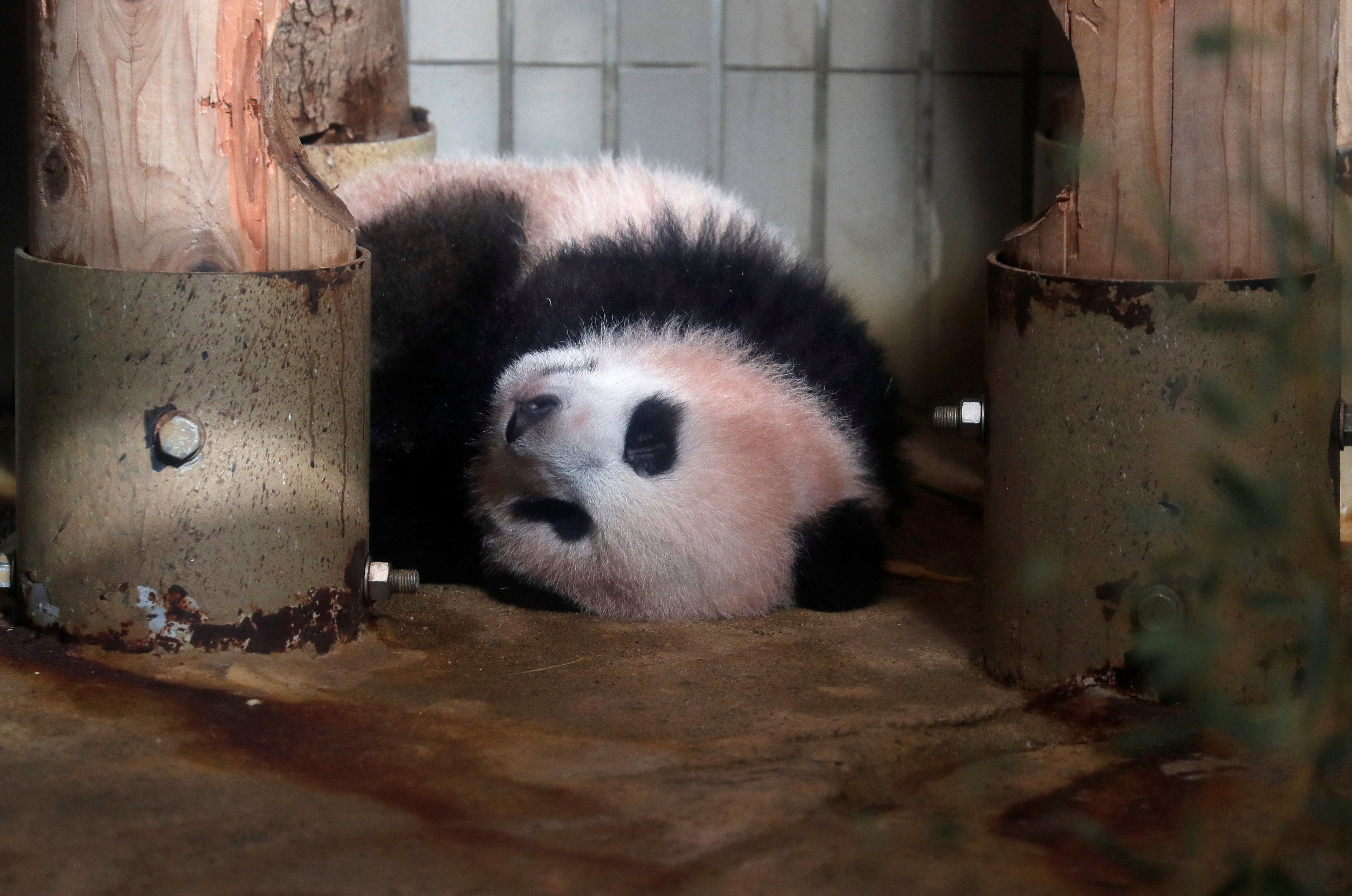 الباندا شان شان نائمة فى بيتها بطوكيو