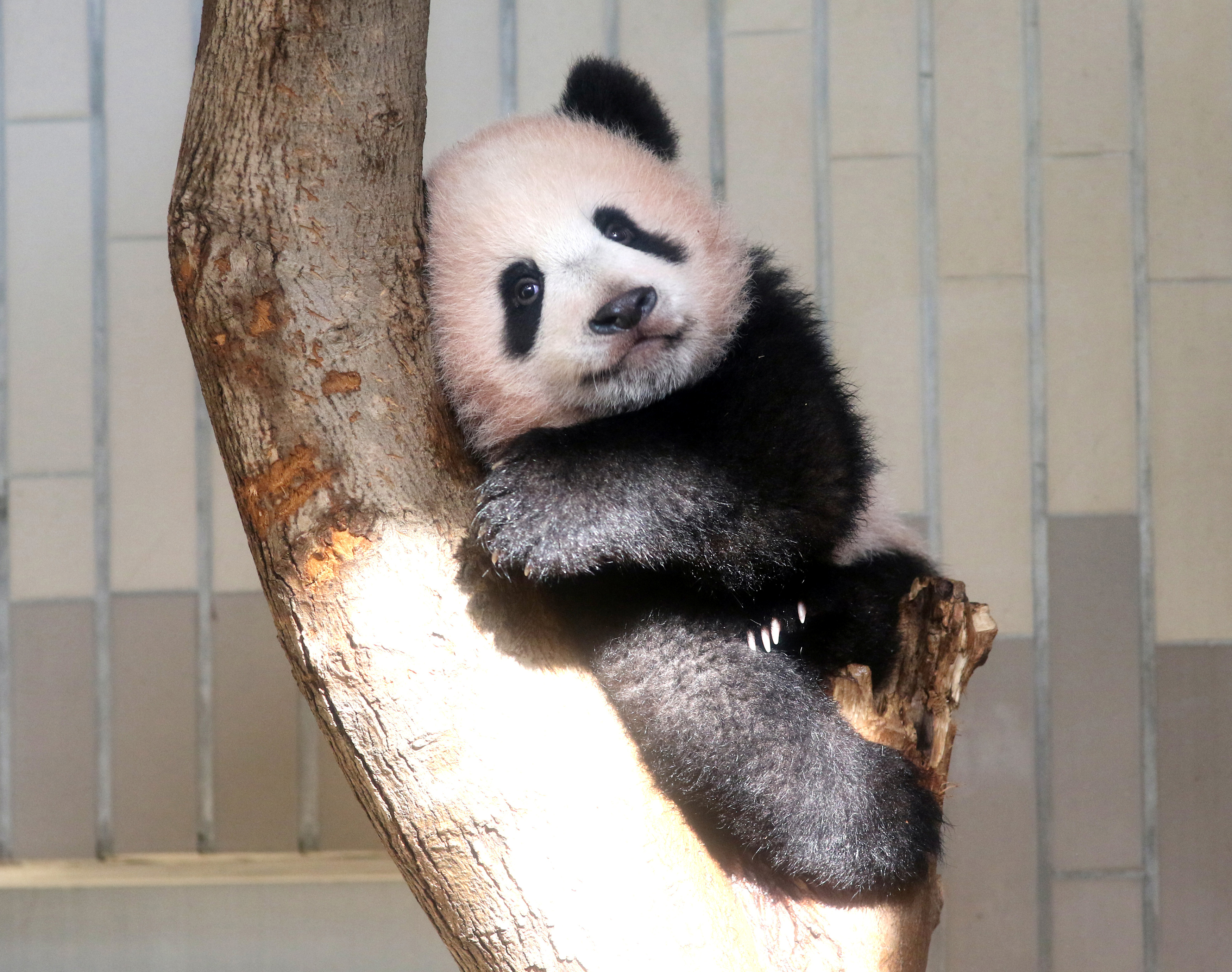 الباندا شان شان تجلس على جزع شجرة