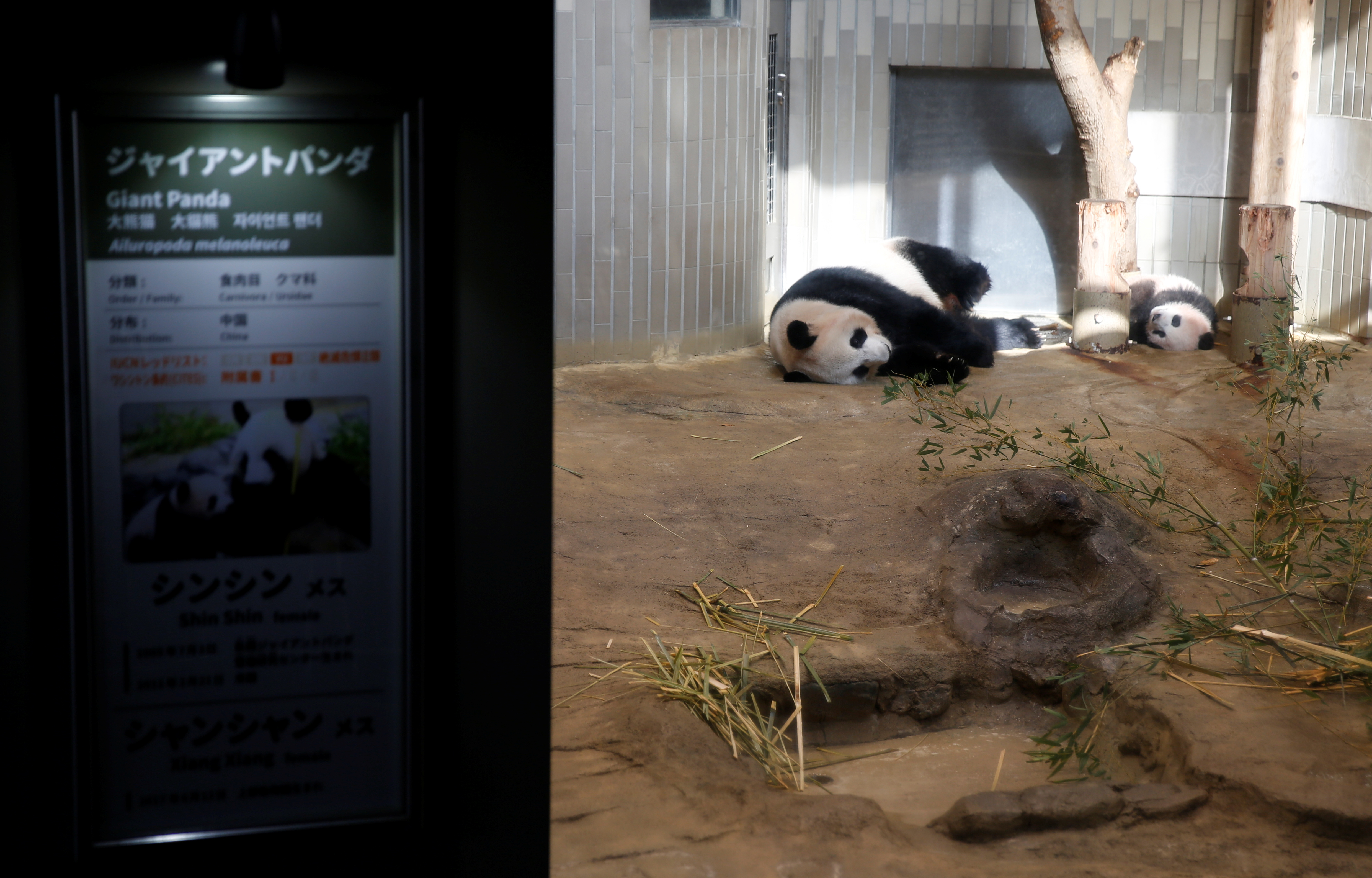 الدبتان الصينيتان فى حديقة بطوكيو