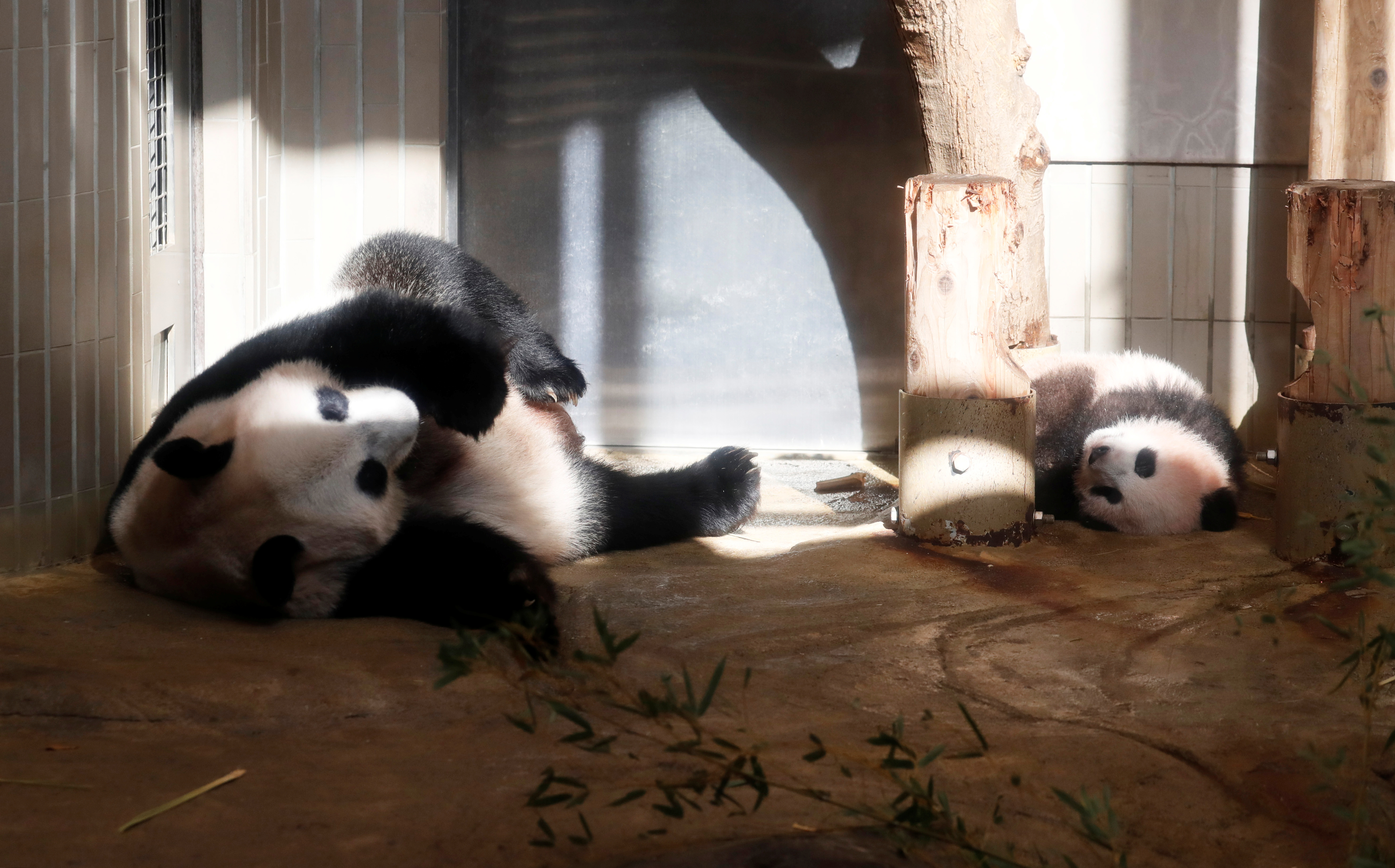 الباندا شان شان وأمها شين شين