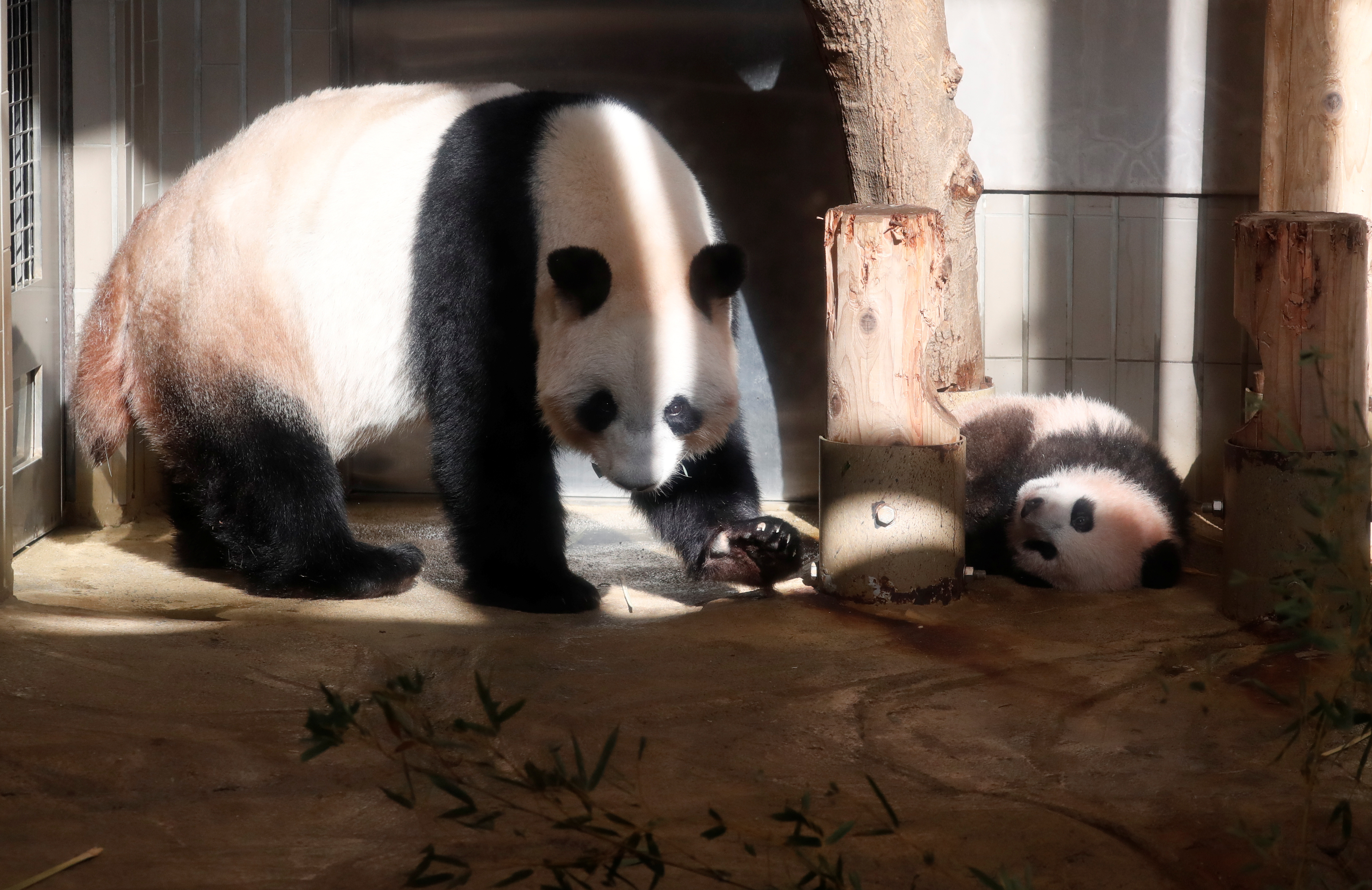 الباندا شان شان وأمها فى حديقة بطوكيو