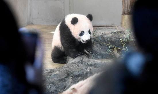 الباندا شان شان تحتضن أمها شين شين