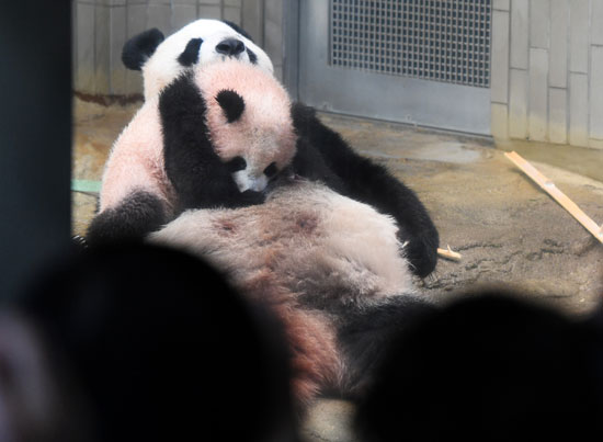 الباندا شان شان تتسلق جسم أمها شين شين