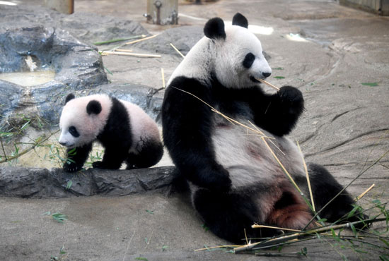 الباندا شان شان فى حديقة حيوان يابانية