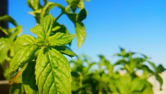 النعناع فى البيوت