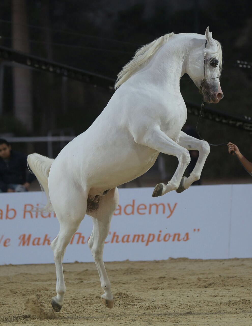 صور بطولة الجواد العربى لمربى الخيول الأصيلة (5)