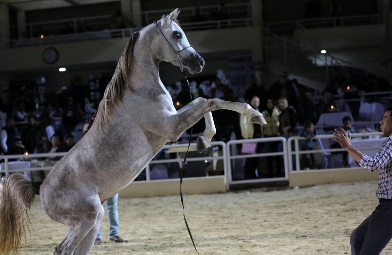 صور بطولة الجواد العربى لمربى الخيول الأصيلة (16)