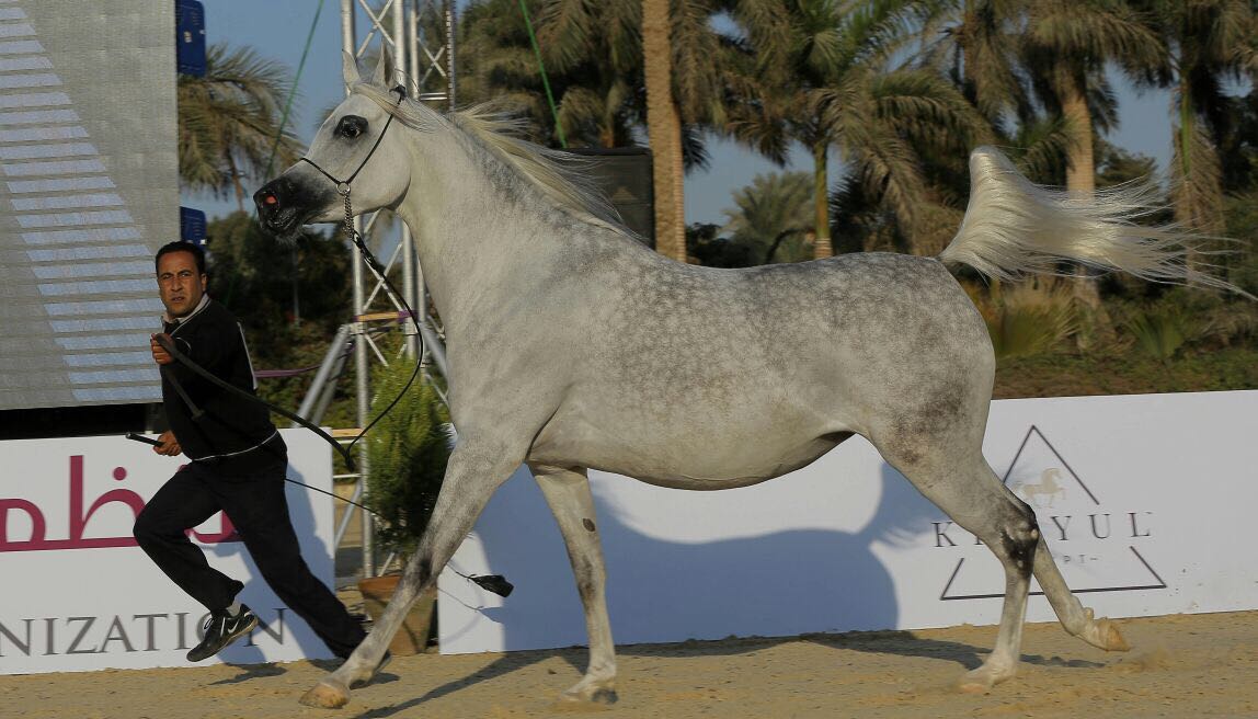 صور بطولة الجواد العربى لمربى الخيول الأصيلة (18)
