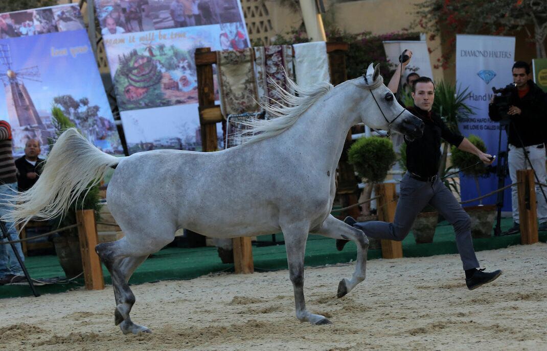 صور بطولة الجواد العربى لمربى الخيول الأصيلة (2)