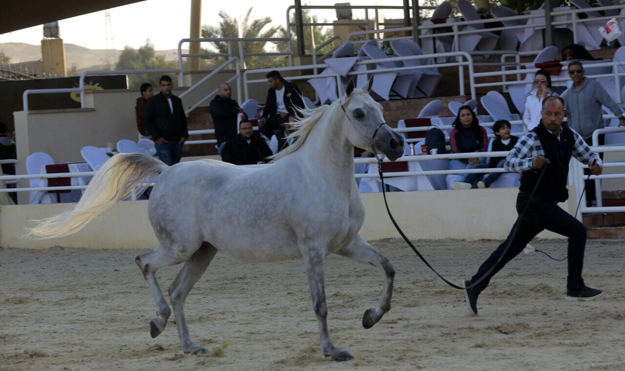 صور بطولة الجواد العربى لمربى الخيول الأصيلة (20)