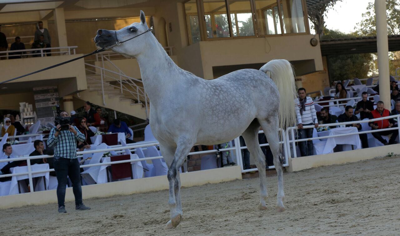 صور بطولة الجواد العربى لمربى الخيول الأصيلة (19)