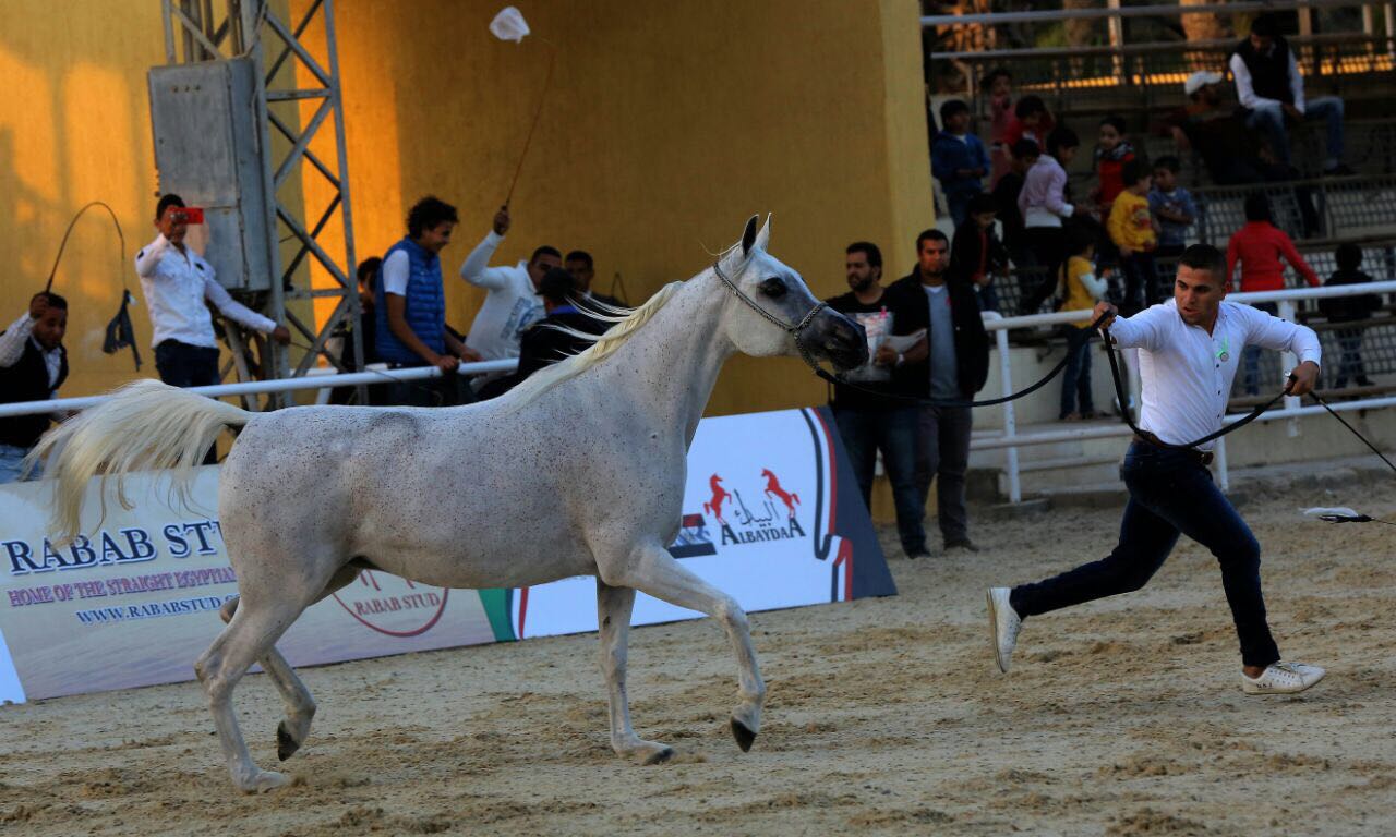 صور بطولة الجواد العربى لمربى الخيول الأصيلة (9)