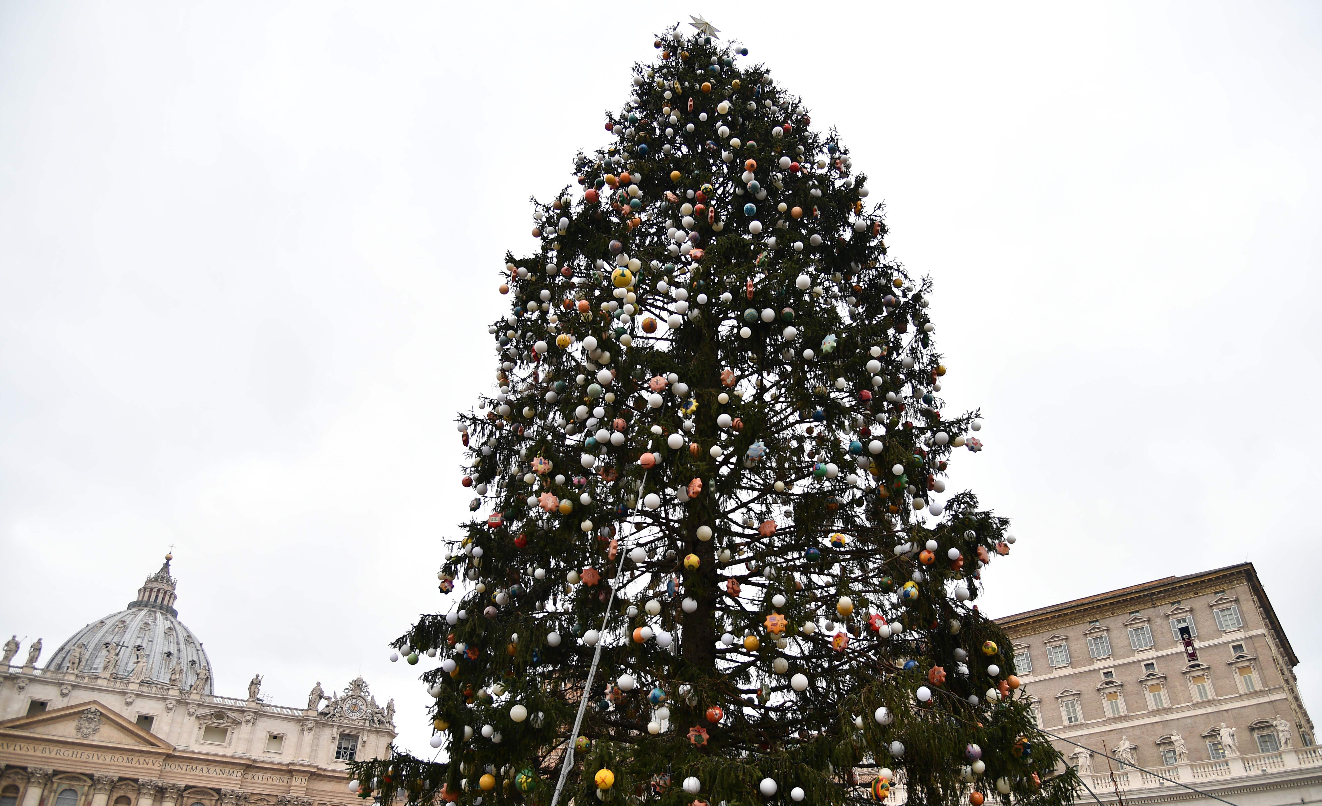 شجرة عيد الميلاد فى ساحة القديس بطرس