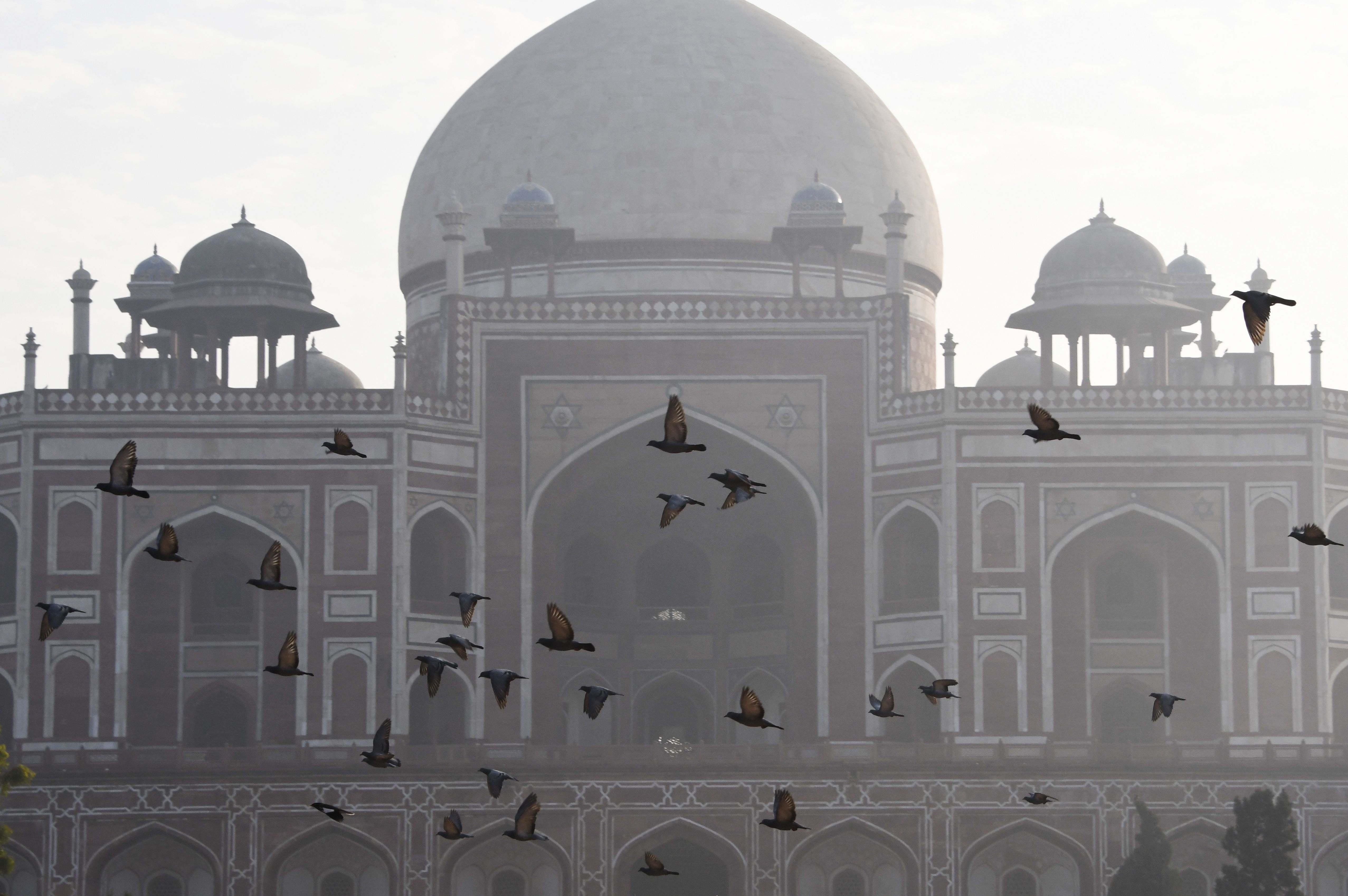 طيور تطير وسط الشبورة فى الهند أثناء زيارة صادق خان للمعبد الذهبى