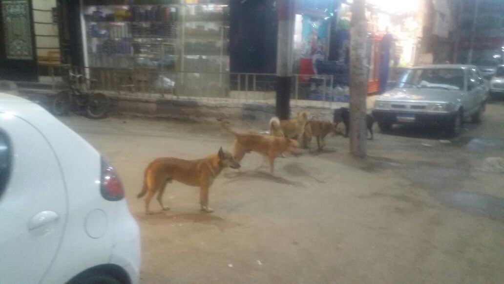 4- انتشار الكلاب الضالة بشوارع بنى سويف