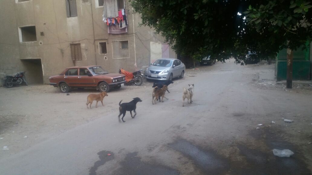 1- انتشار الكلاب الضالة فى شوارع بنى سويف